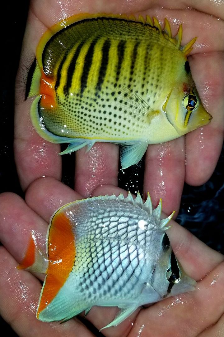 20171018 144920 preview zps7ugzztpw - Fresh Fish! Huge Selection in Stock Now!!