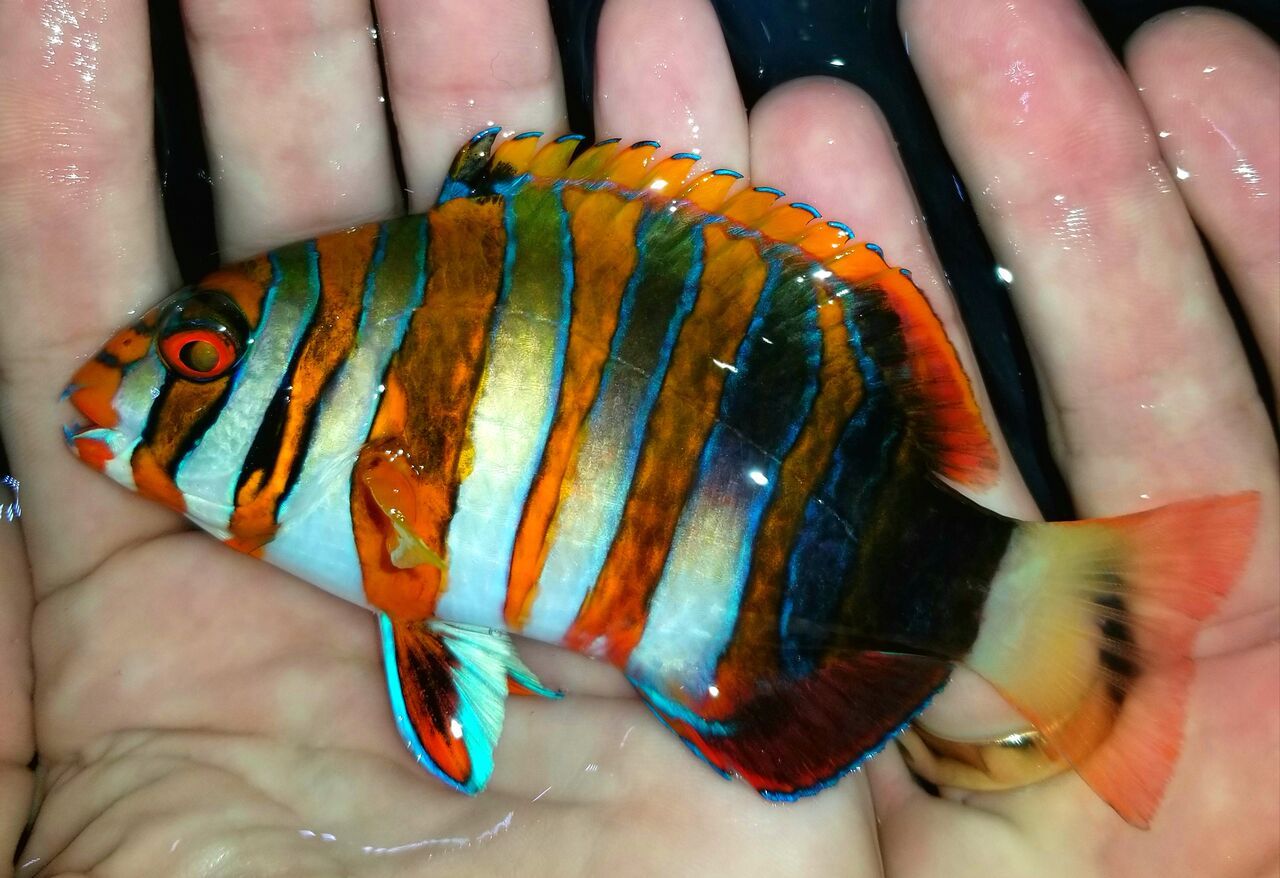 20171018 145005 preview zpslrim0b4m - Fresh Fish! Huge Selection in Stock Now!!