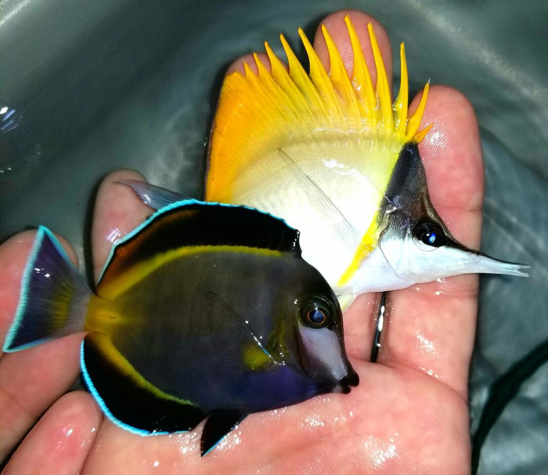 20171018 145121 preview zpsjsbkdeai - Fresh Fish! Huge Selection in Stock Now!!