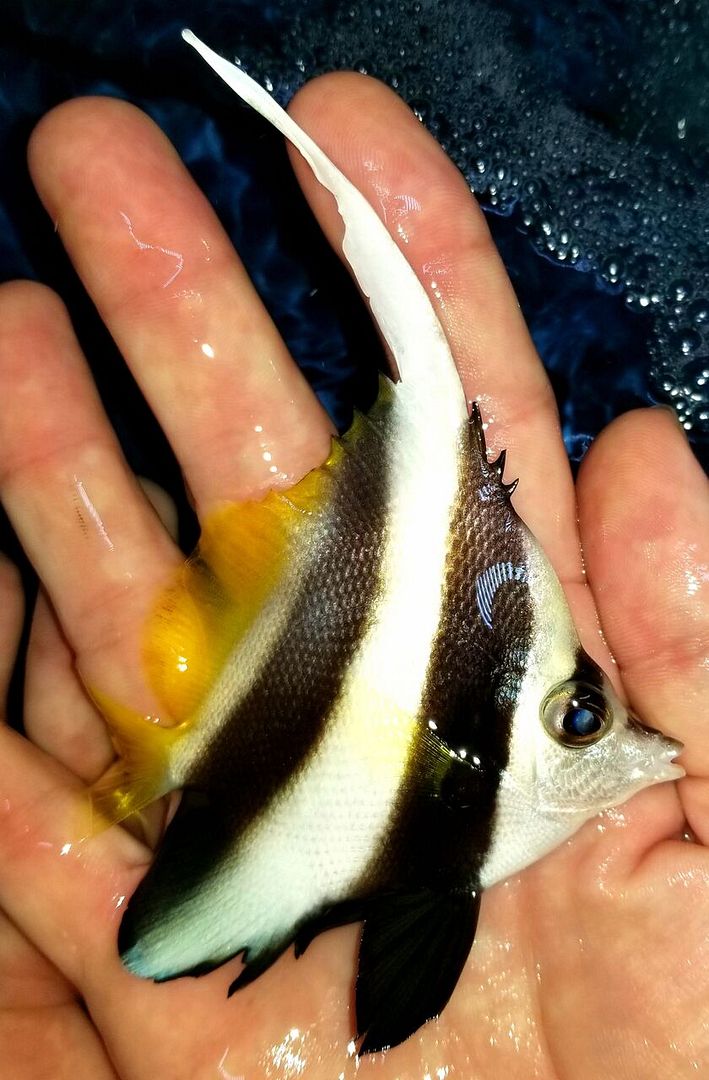 20171018 145226 preview zpswrzczo9d - Fresh Fish! Huge Selection in Stock Now!!