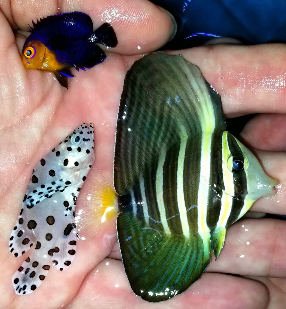 20171018 145327 preview zpswehdrktp - Fresh Fish! Huge Selection in Stock Now!!