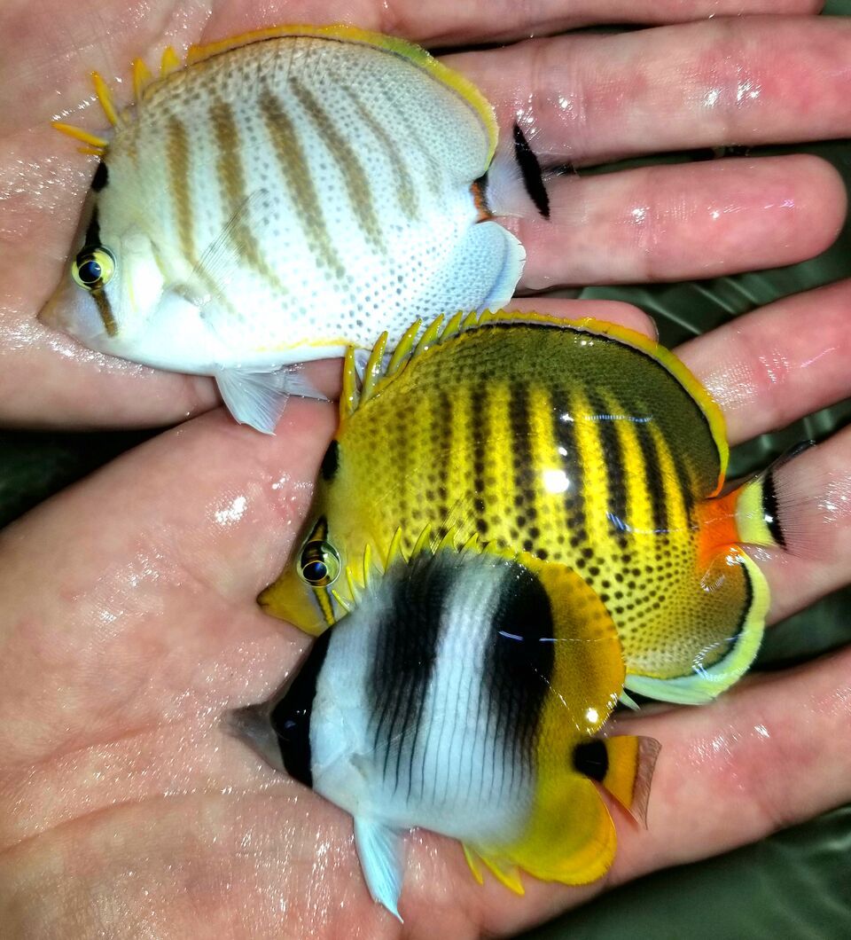 20171018 145357 preview zpst1ek6av3 - Fresh Fish! Huge Selection in Stock Now!!