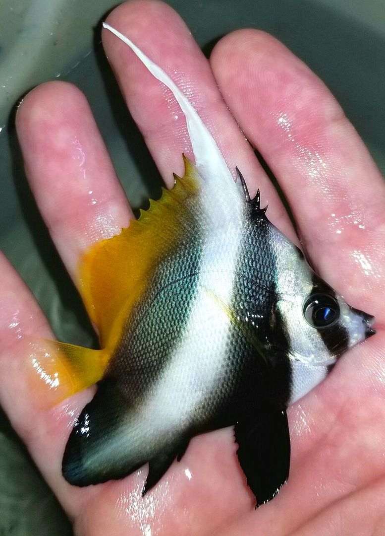 20171018 145444 preview zps2ky6nbzr - Fresh Fish! Huge Selection in Stock Now!!