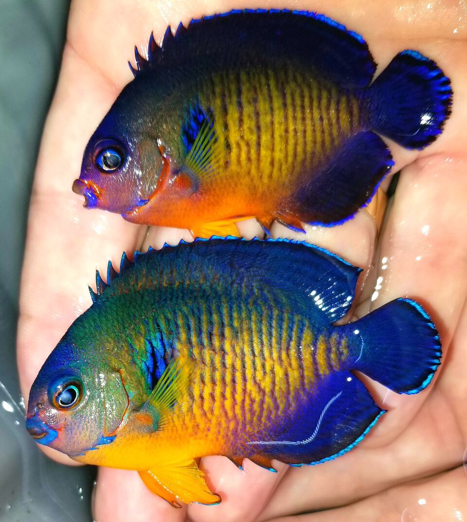 20171018 150057 preview zpsr5pradzr - Fresh Fish! Huge Selection in Stock Now!!
