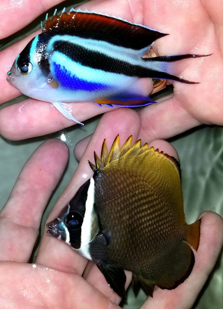20171018 150150 preview zpscqnlbjtj - Fresh Fish! Huge Selection in Stock Now!!