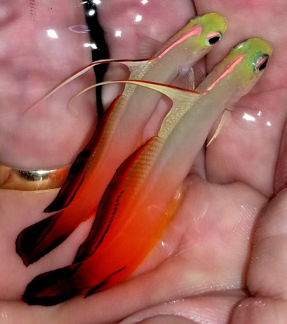 20171018 150246 preview zpse8ool6hd - Fresh Fish! Huge Selection in Stock Now!!