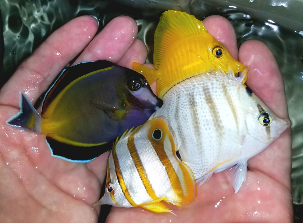 20171018 150615 preview zpsffwm75sn - Fresh Fish! Huge Selection in Stock Now!!