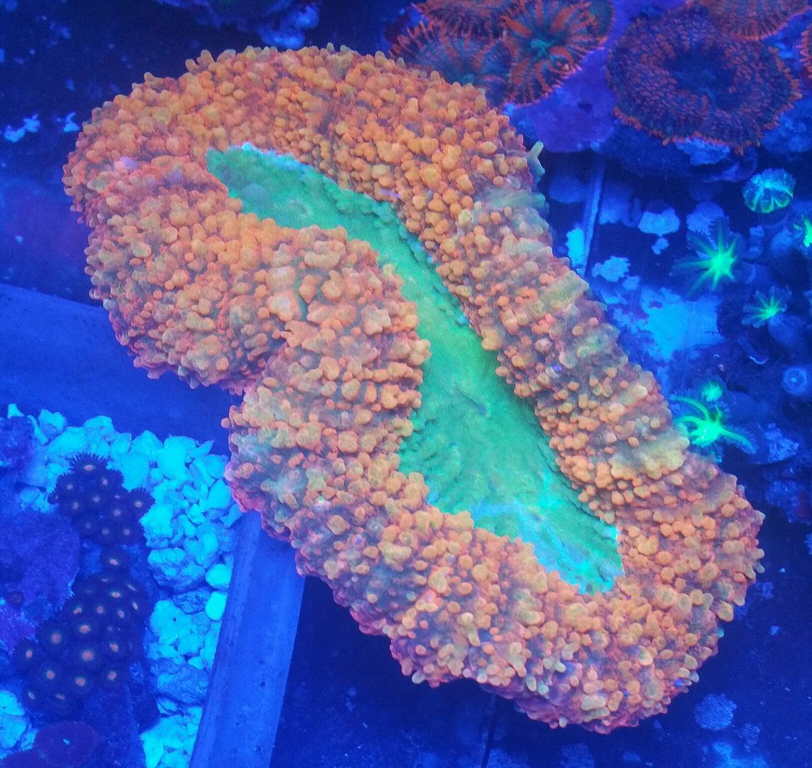 unspecified zps3xkyb9iy - Hand Picked Killer Corals @Tropicorium!!!