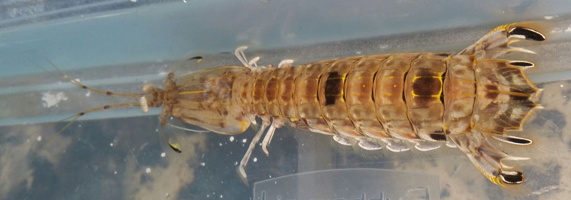 unspecified zps6nordtj3 - Mantis Shrimp & Horseshoe Crabs in @ Tropicorium!!!