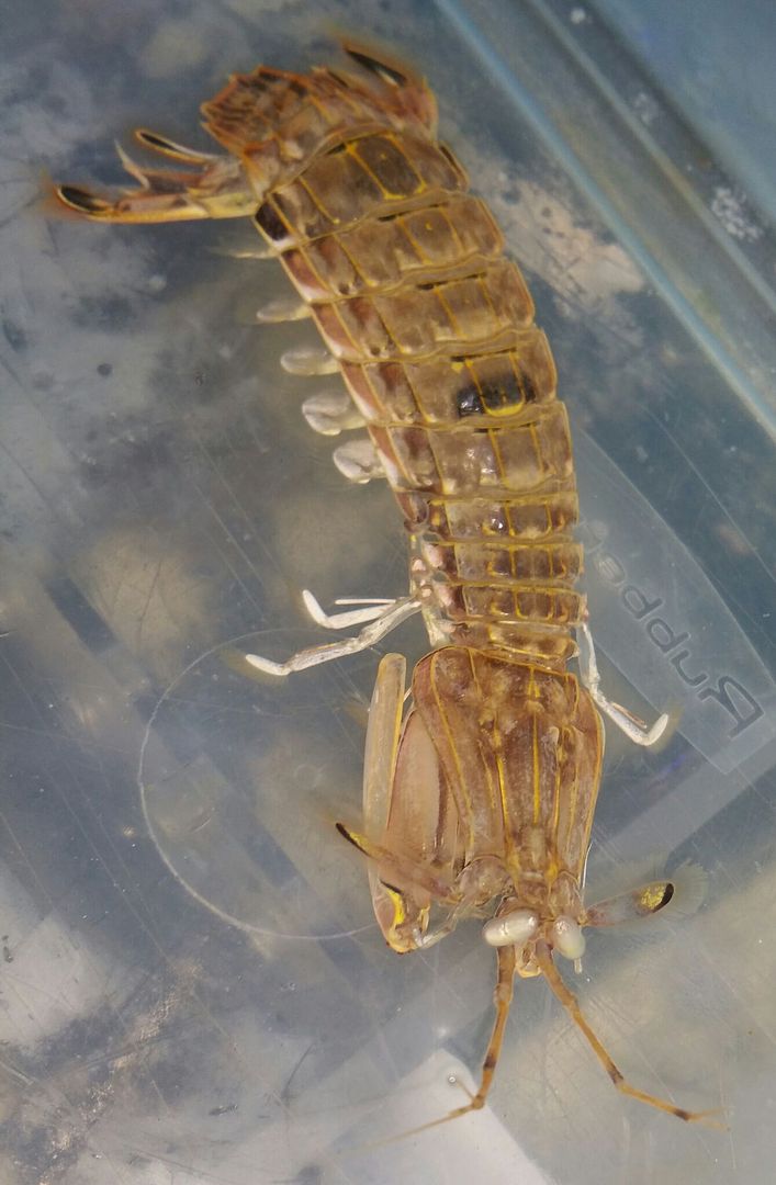 unspecified zpscf3hxf7f - Mantis Shrimp & Horseshoe Crabs in @ Tropicorium!!!