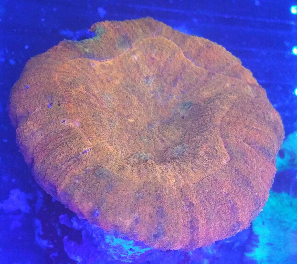 unspecified zpsdmhss6r2 - Hand Picked Killer Corals @Tropicorium!!!