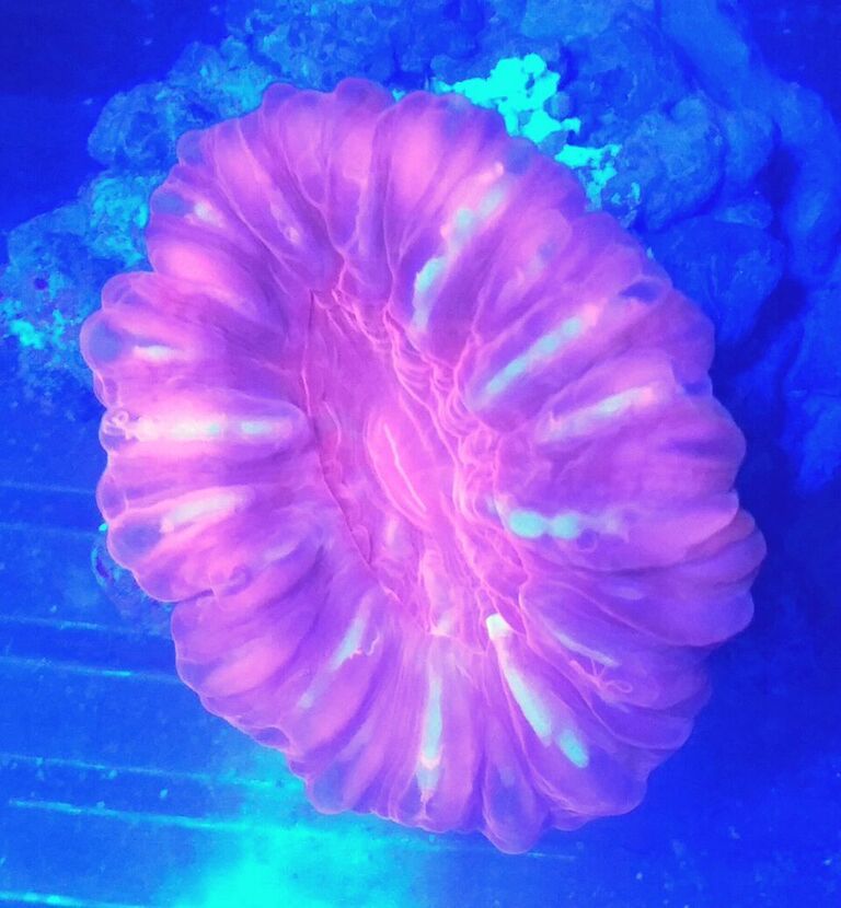 unspecified zpsfvcjjcpk - Hand Picked Killer Corals @Tropicorium!!!
