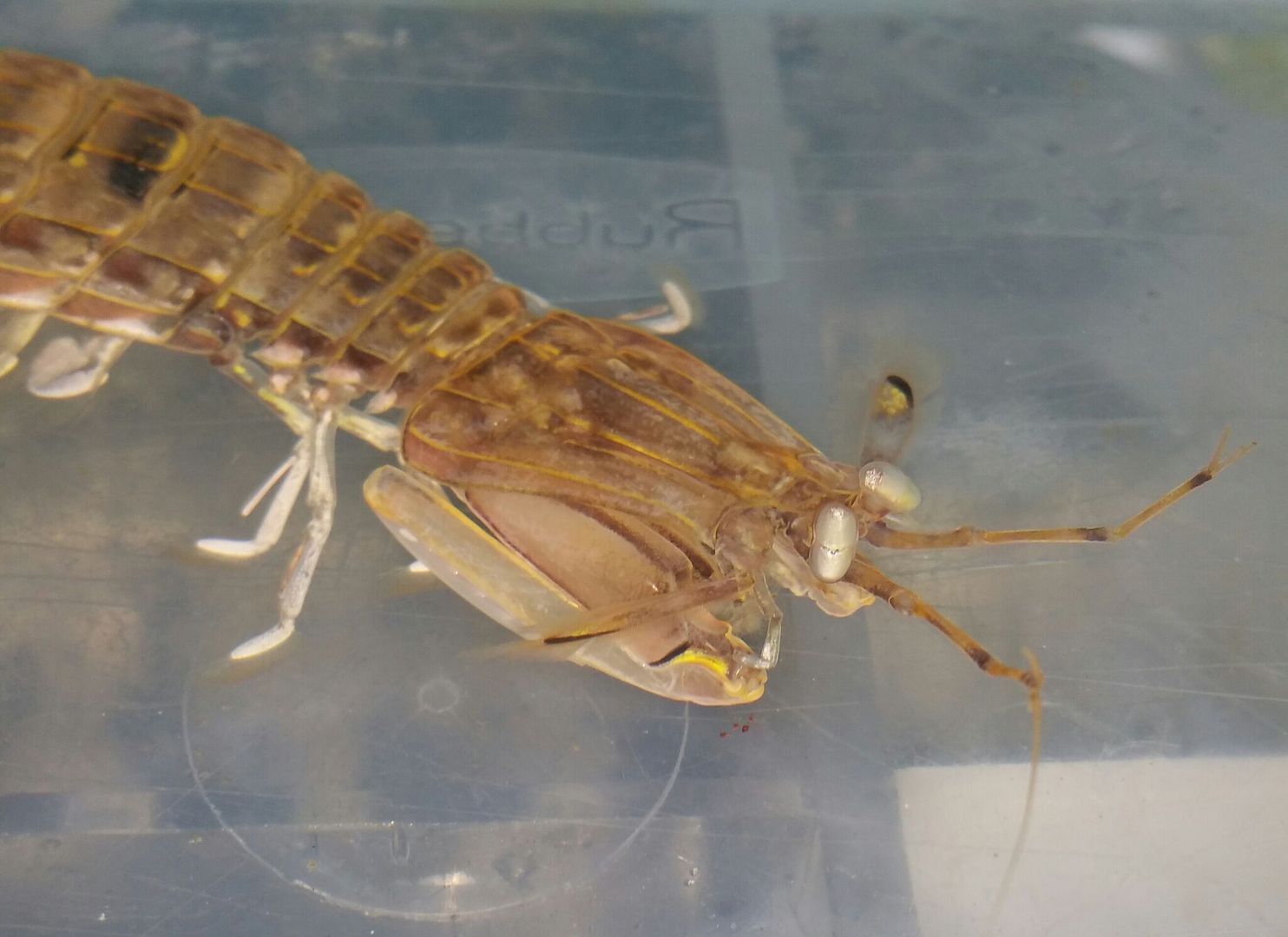 unspecified zpsibvzof7l - Mantis Shrimp & Horseshoe Crabs in @ Tropicorium!!!