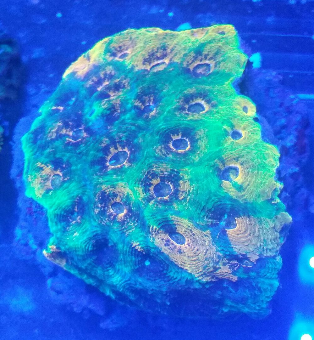 unspecified zpsiodbtlkv - Hand Picked Killer Corals @Tropicorium!!!