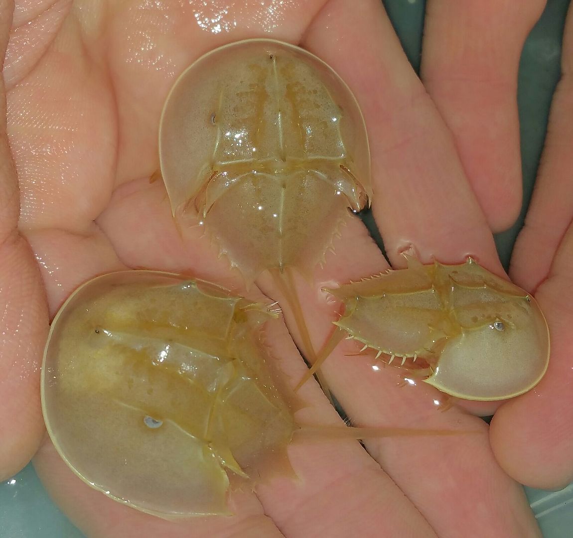 unspecified zpskbampgil - Mantis Shrimp & Horseshoe Crabs in @ Tropicorium!!!