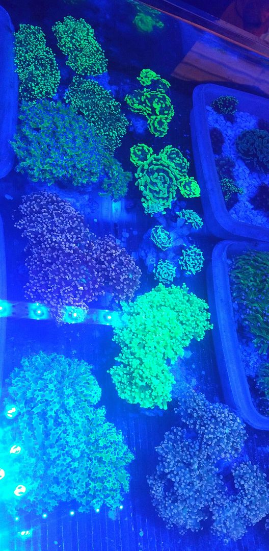 unspecified zpslq4gpwns - Hand Picked Killer Corals @Tropicorium!!!