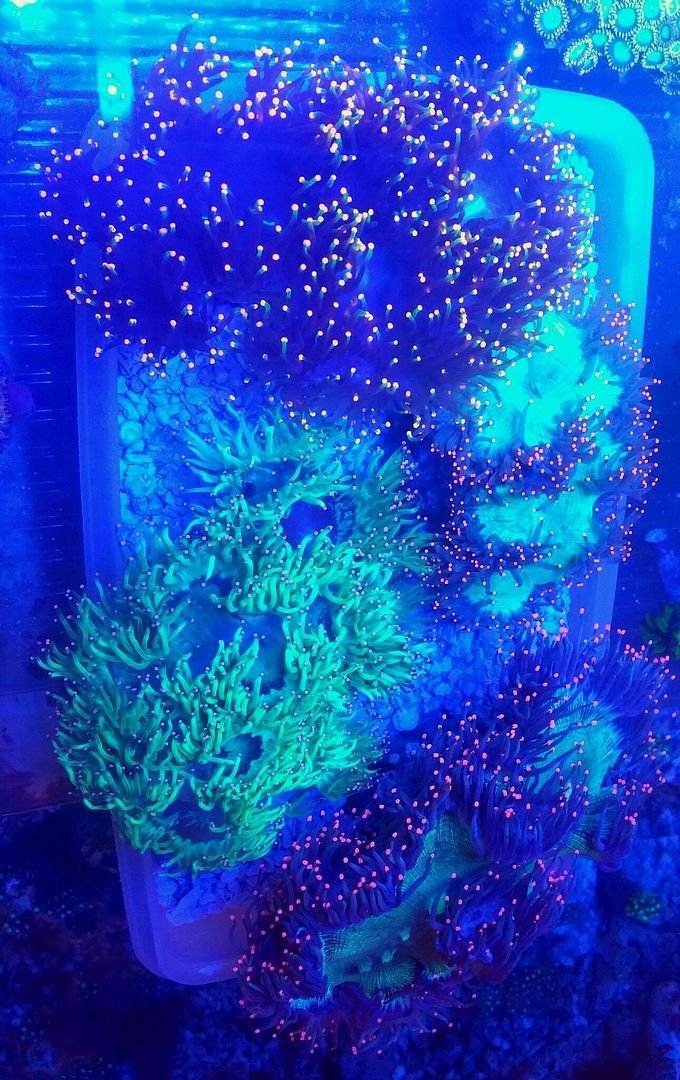 unspecified zpslunwnfur - Hand Picked Killer Corals @Tropicorium!!!