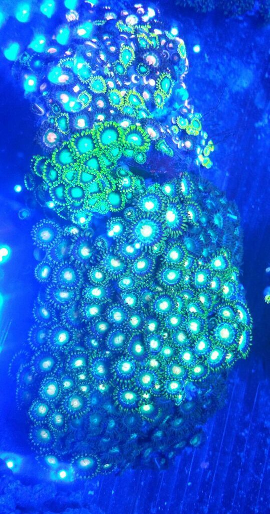 unspecified zpsogzwzwcs - Hand Picked Killer Corals @Tropicorium!!!