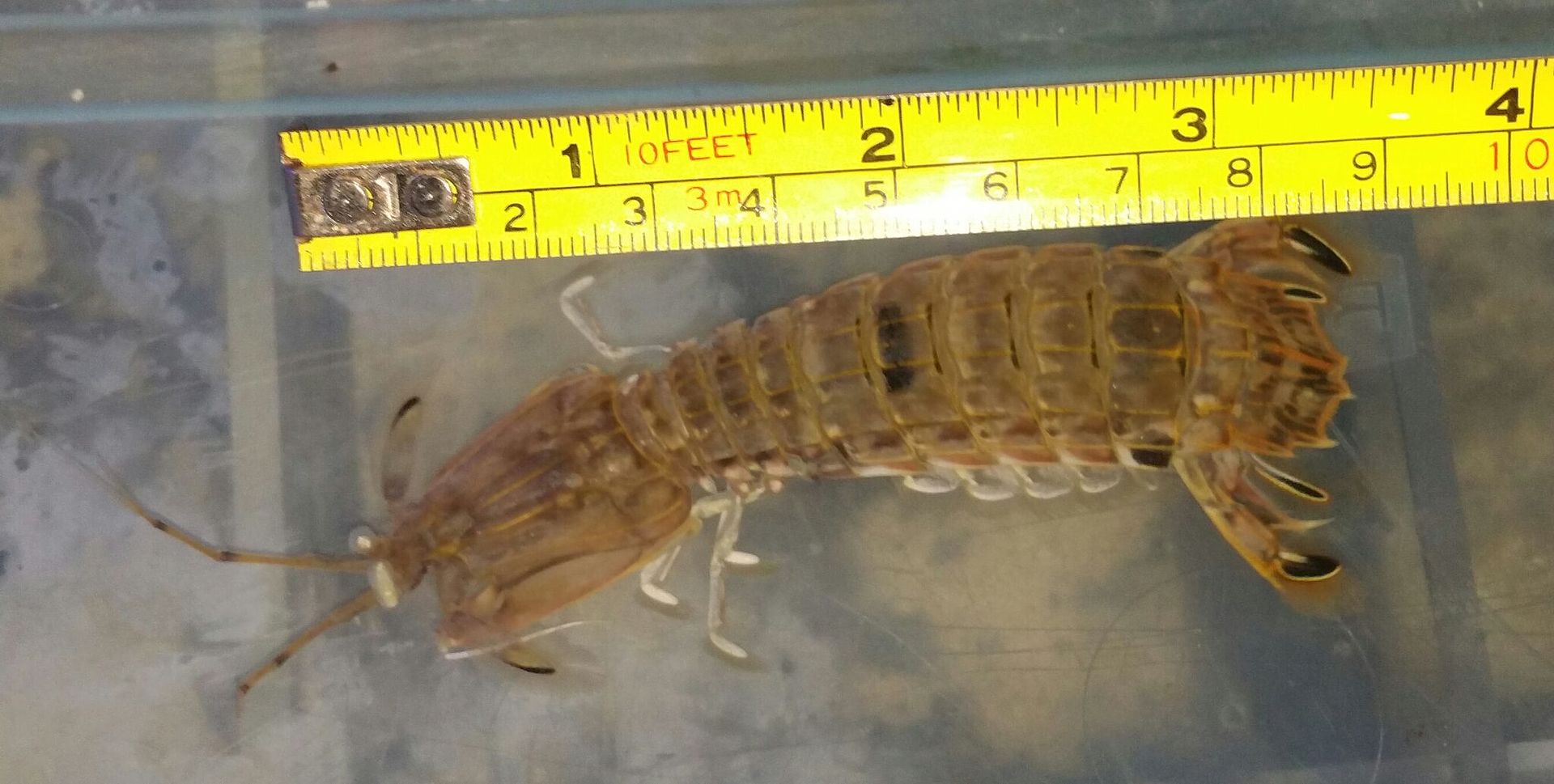unspecified zpsr8hcdl9b - Mantis Shrimp & Horseshoe Crabs in @ Tropicorium!!!
