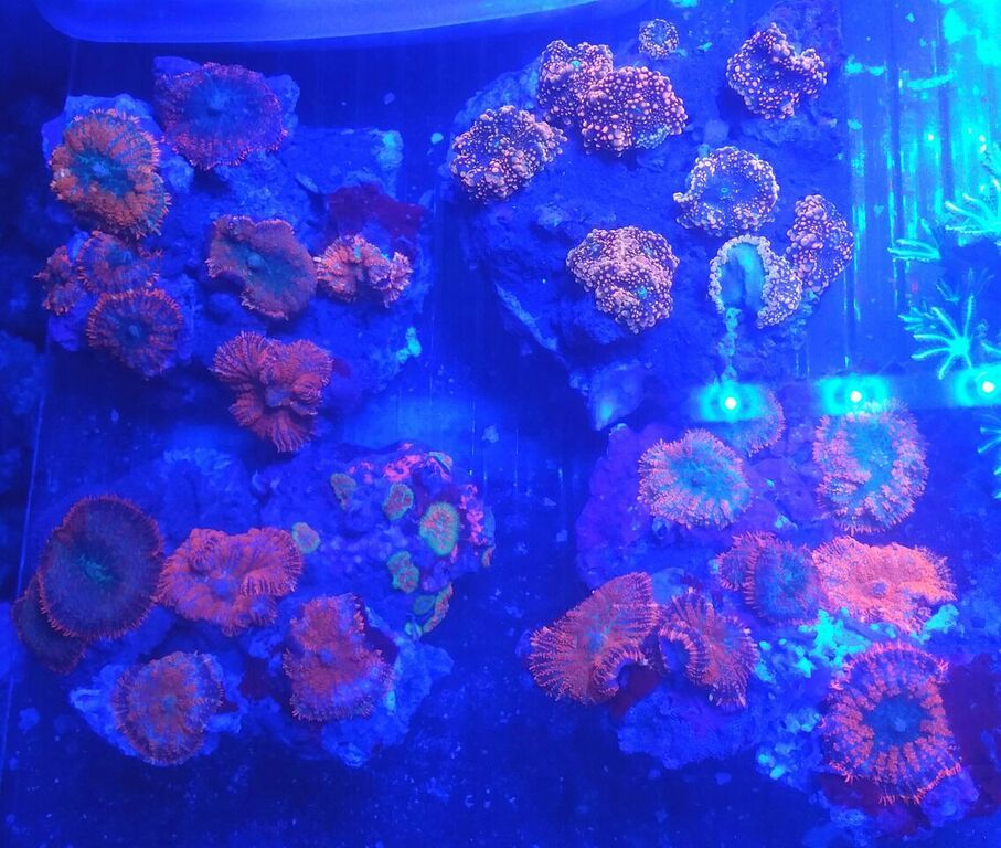 unspecified zpsrp4bafoz - Hand Picked Killer Corals @Tropicorium!!!