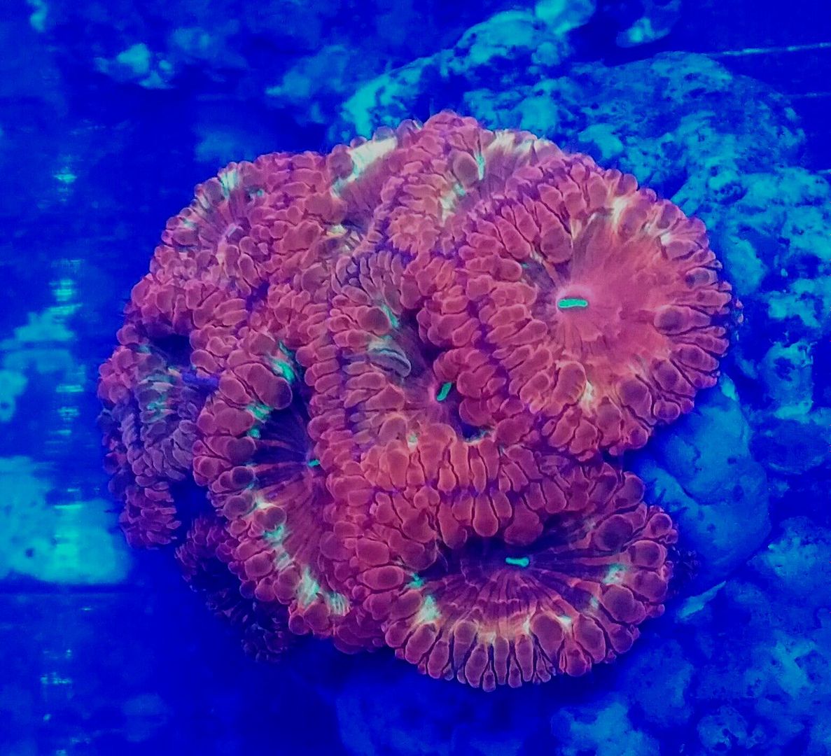 unspecified zpstec7ajnv - Hand Picked Killer Corals @Tropicorium!!!