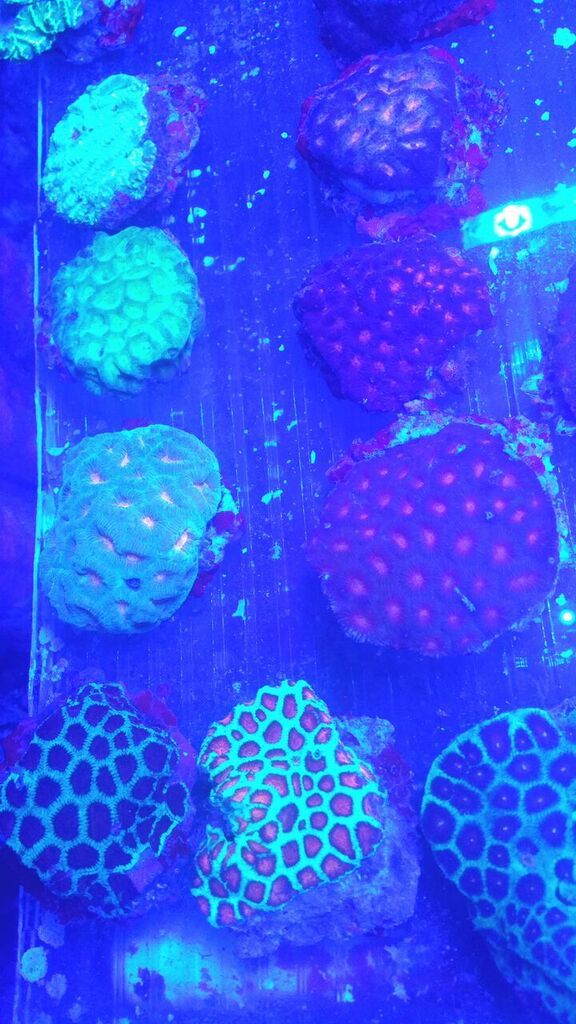 unspecified zpsxdc8mxdg - Hand Picked Killer Corals @Tropicorium!!!