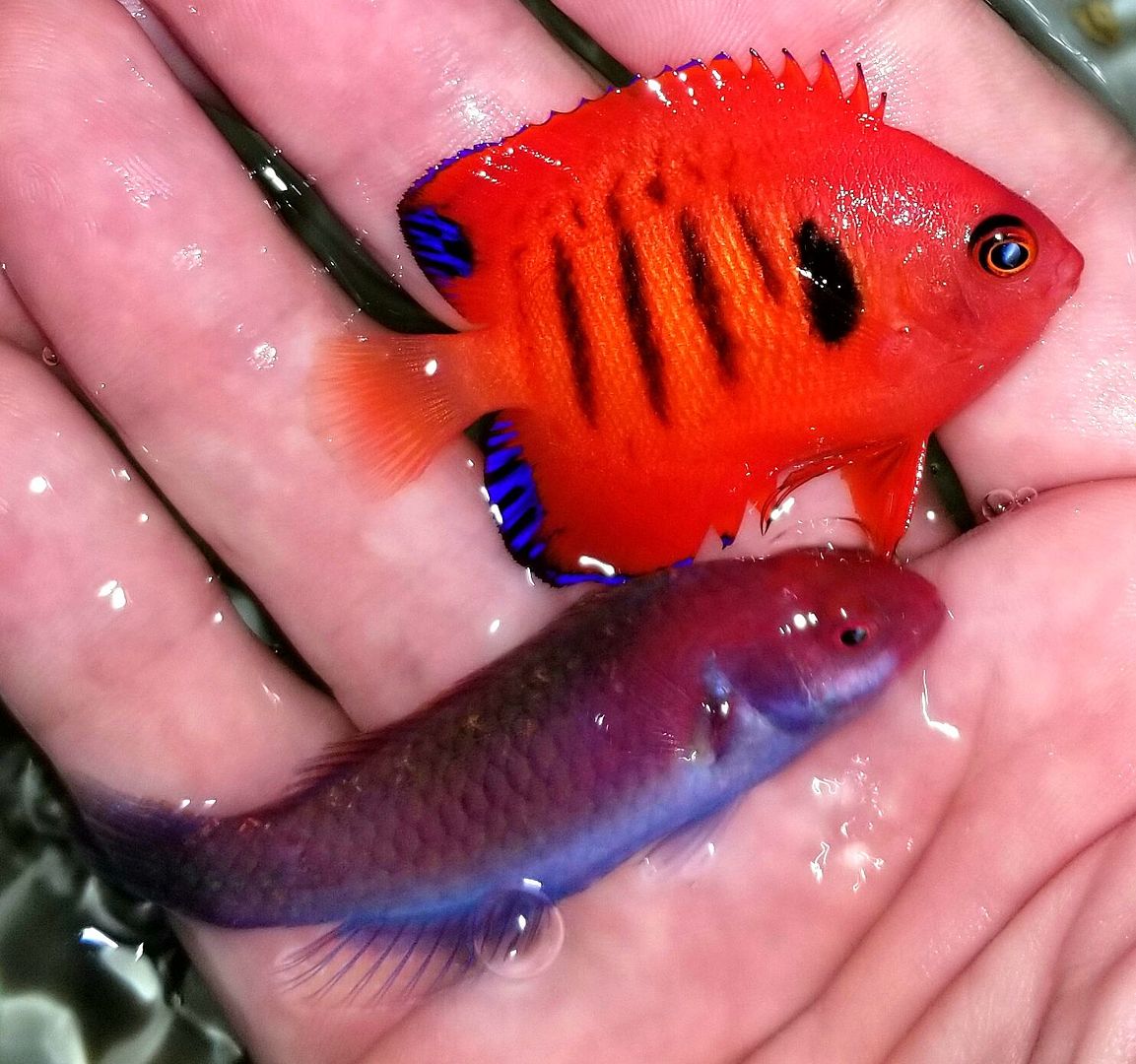 20170830 161100 zpsrfc9ofzu - Great New Fish! Flame Angels $39.99!!!