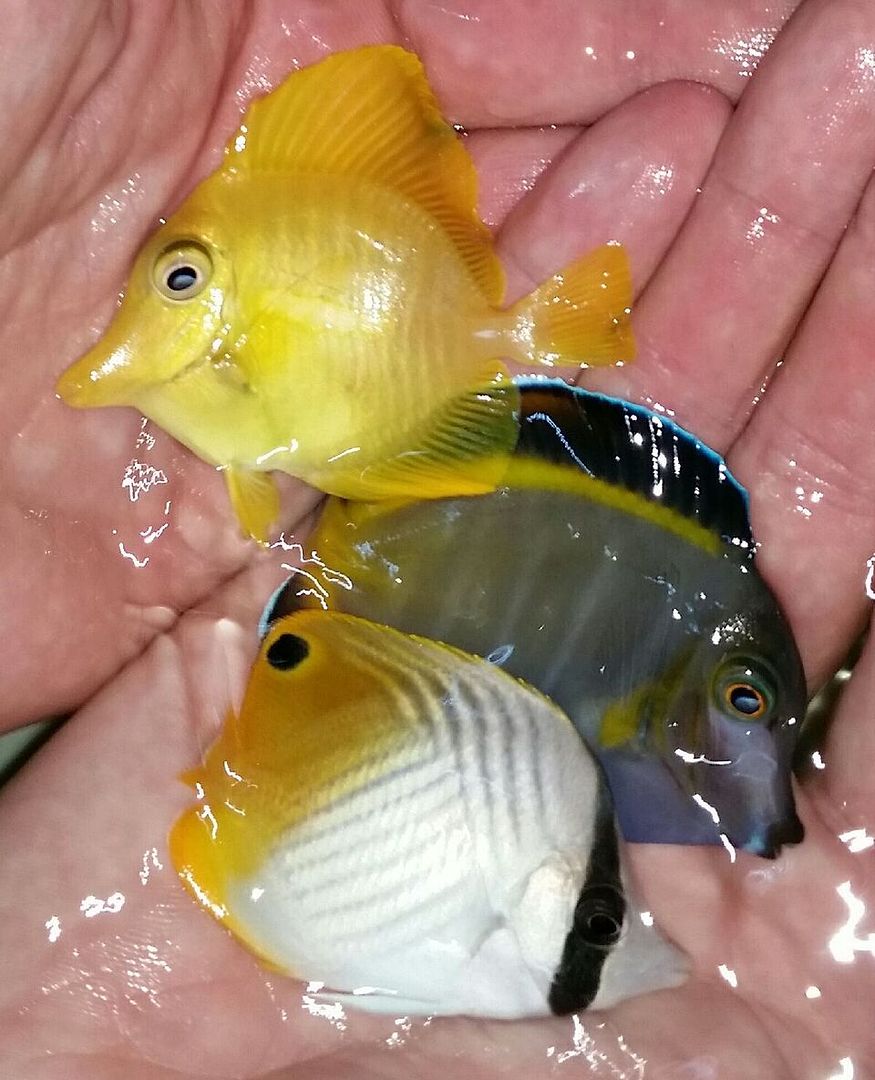20170831 093505 1 zps5jendpjq - Yellow Tangs Only $24.99 And A Whole Lot More!!!