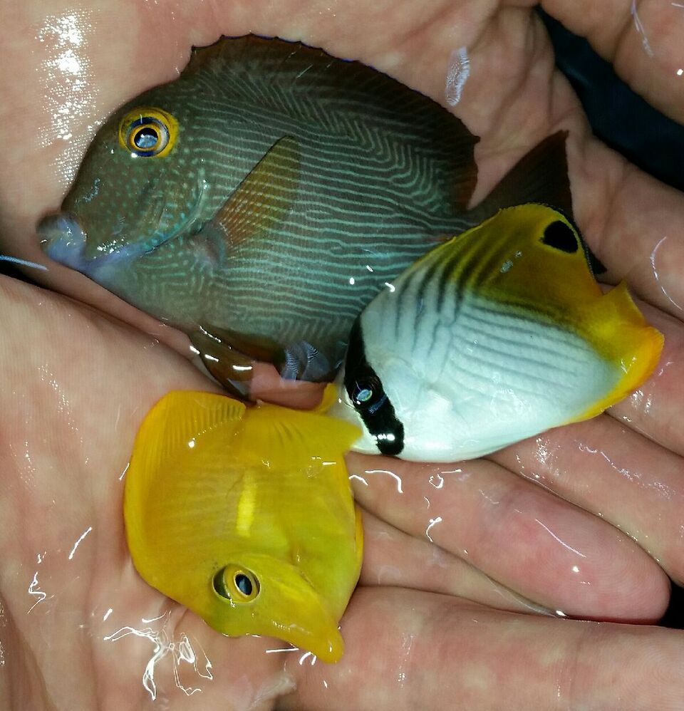 20170831 093650 1 zpsh6pxynja - Yellow Tangs Only $24.99 And A Whole Lot More!!!