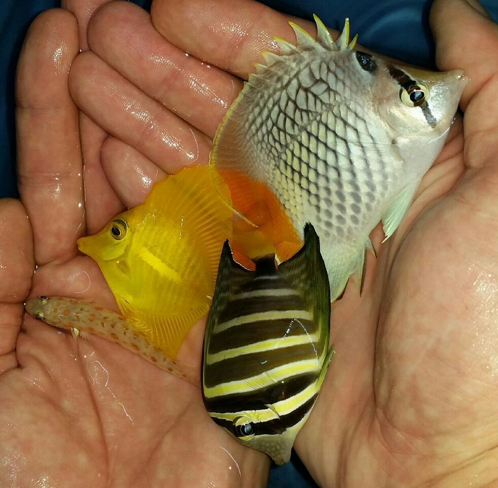 20170831 094055 1 zpszzsklcfi - Yellow Tangs Only $24.99 And A Whole Lot More!!!