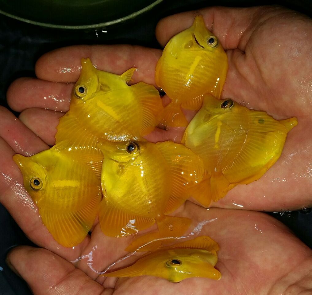 20170831 100016 1 zpswplbzuba - Yellow Tangs Only $24.99 And A Whole Lot More!!!
