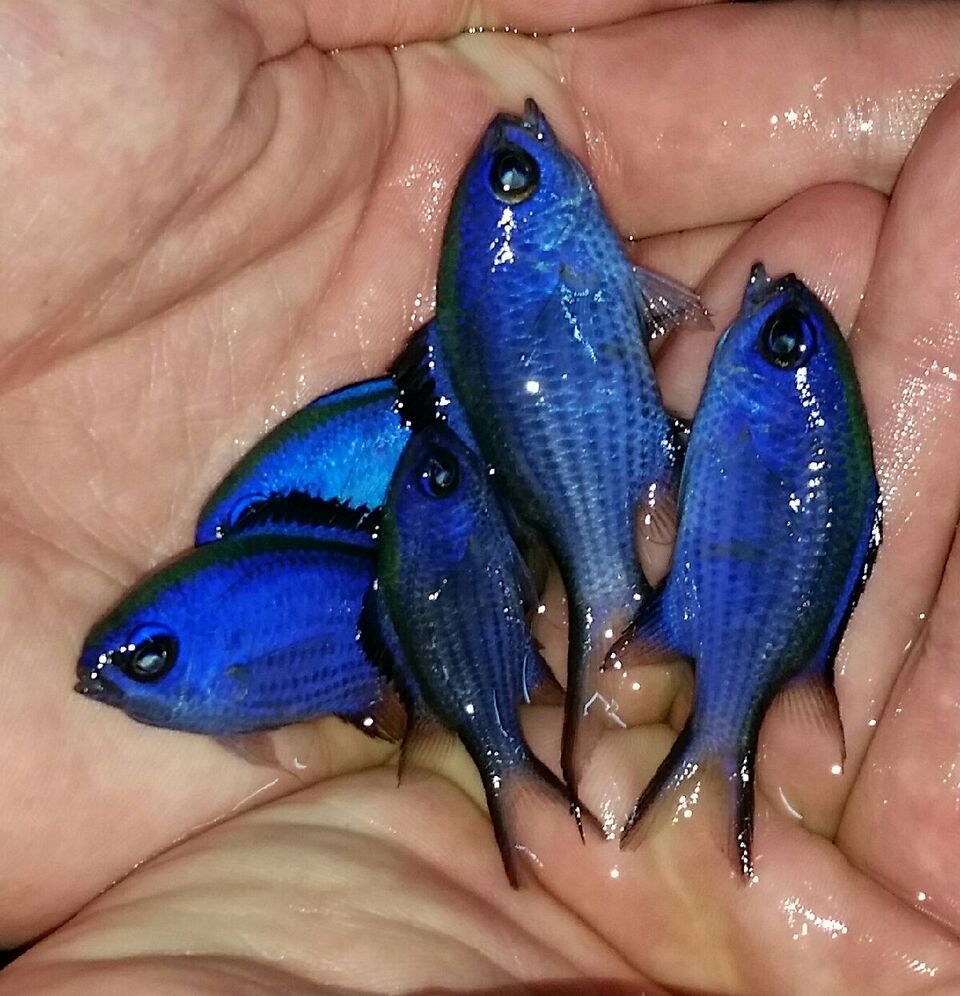 20170831 140250 1 zpswljxg1yy - Fresh Atlantic Fish!!! Md. Frenches & Queens $99.99