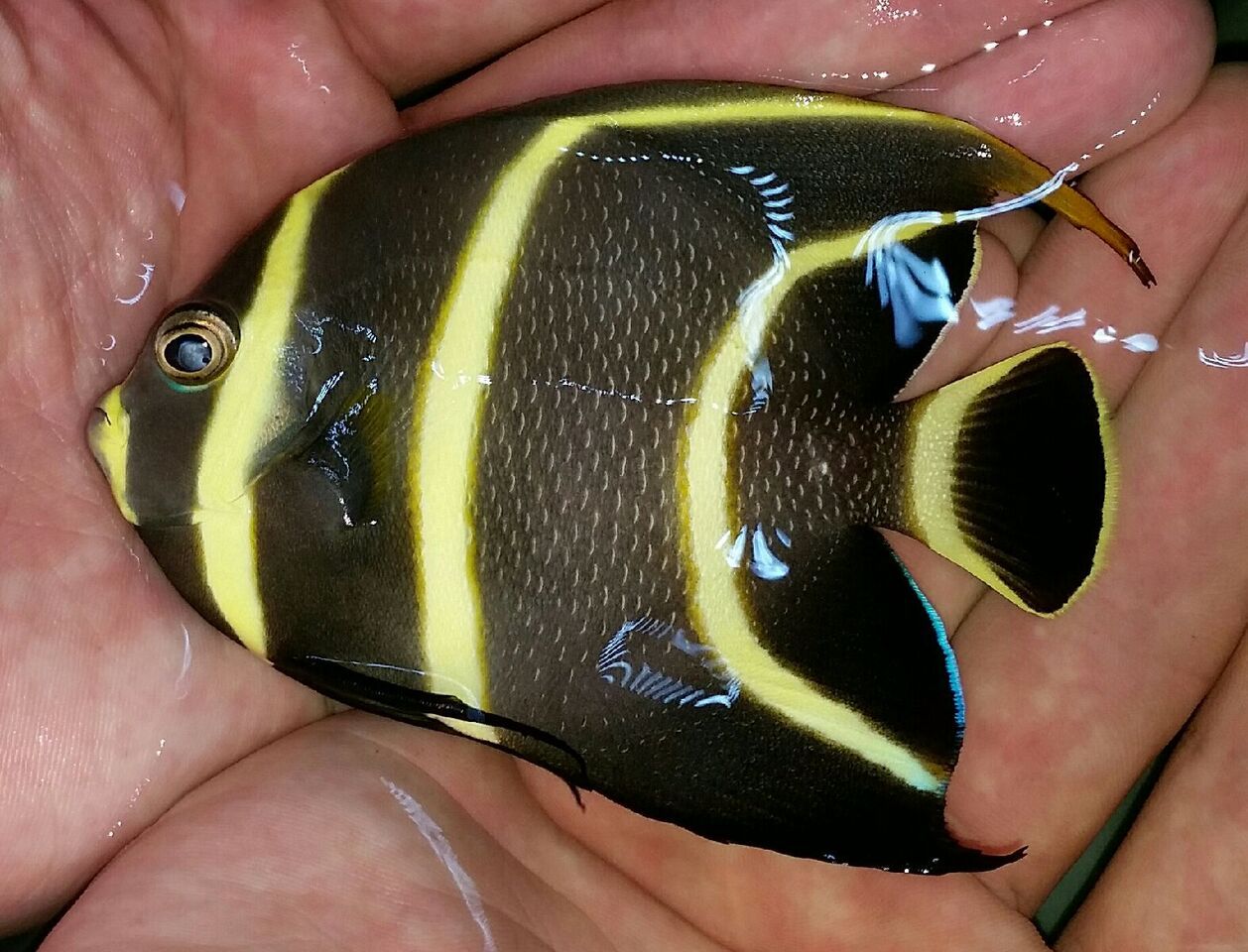 20170831 140326 1 zpsok6a3e95 - Fresh Atlantic Fish!!! Md. Frenches & Queens $99.99