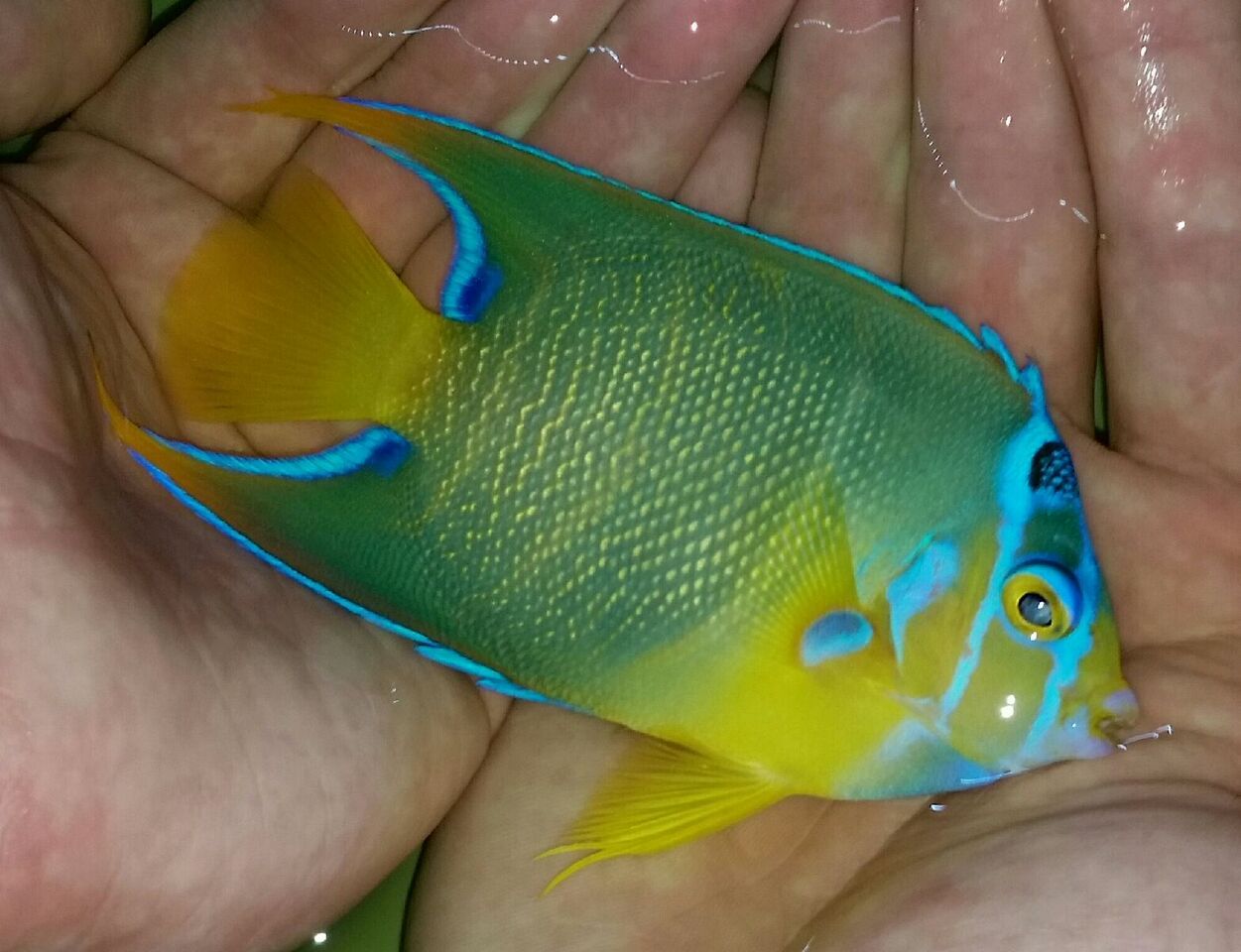 20170831 140427 1 zps6bdsasce - Fresh Atlantic Fish!!! Md. Frenches & Queens $99.99