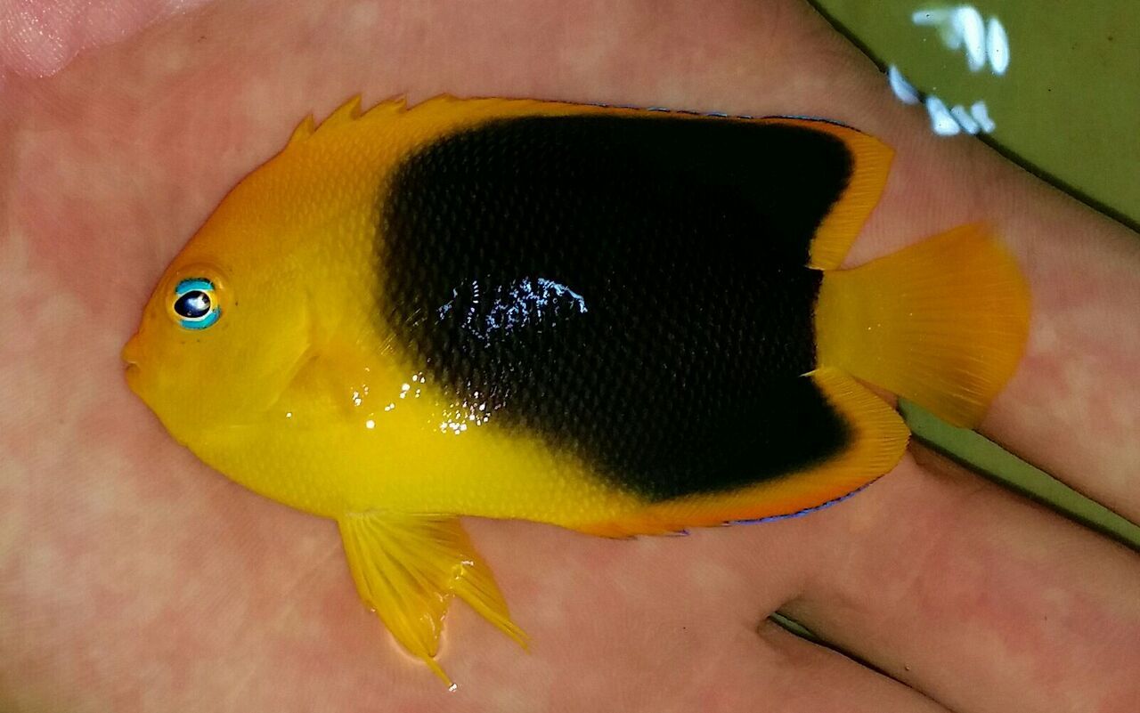 20170831 140716 1 zps1frqqre6 - Yellow Tangs Only $24.99 And A Whole Lot More!!!