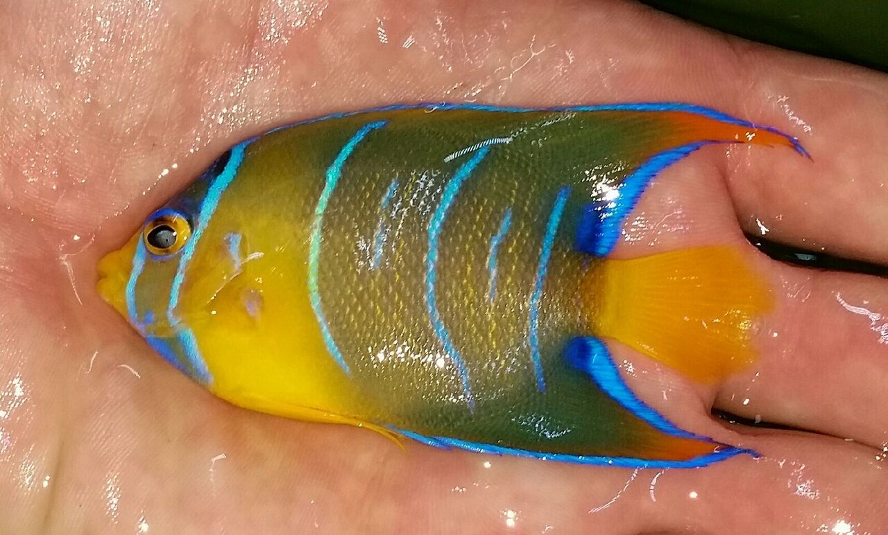 20170831 140756 1 zps6rcntnln - Fresh Atlantic Fish!!! Md. Frenches & Queens $99.99