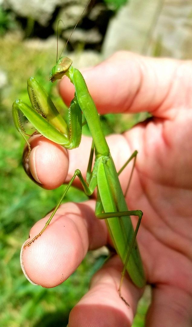 20170901 140503 zpsajpc553a - Clean Up Crews, Corals, & Picasso Clowns!!
