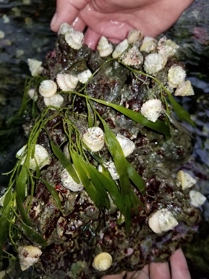 20170901 141536 zpss5akzio0 - Clean Up Crews, Corals, & Picasso Clowns!!