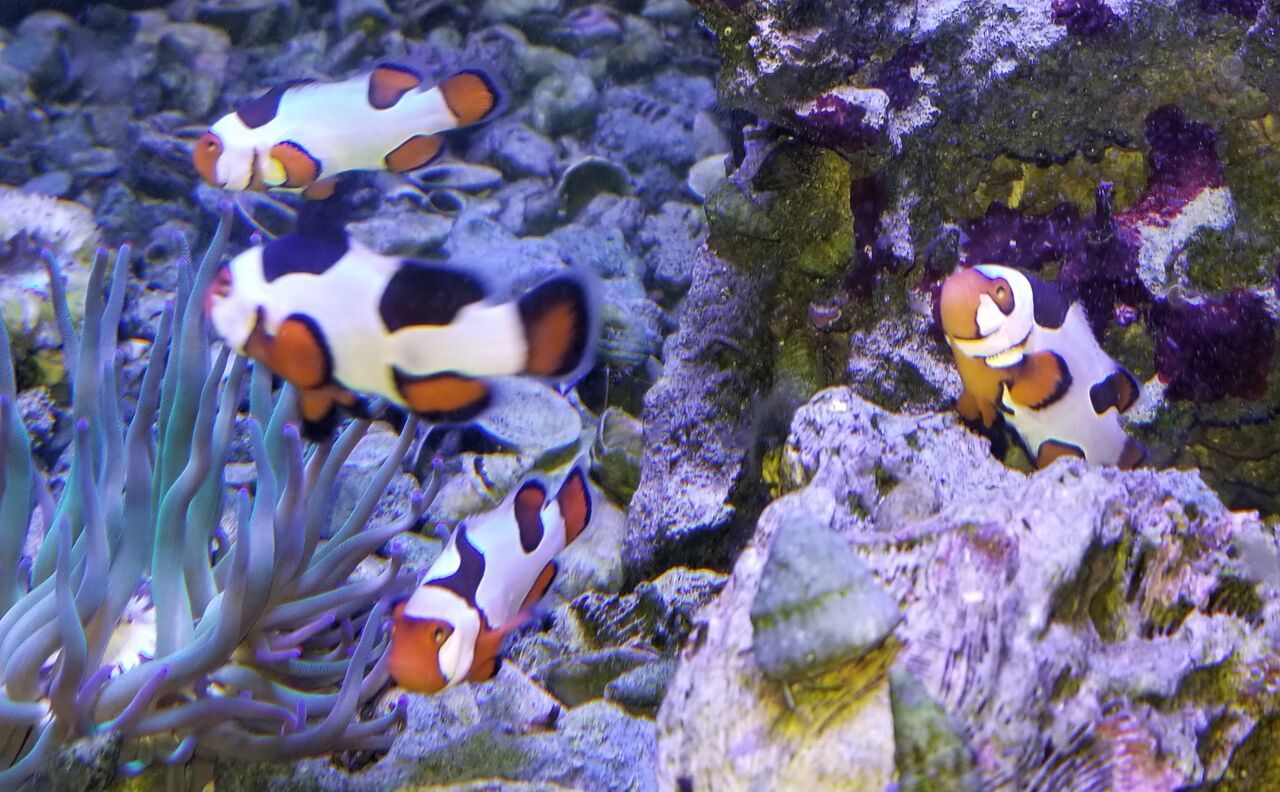 20170901 142810 zpsfa7frge7 - Clean Up Crews, Corals, & Picasso Clowns!!