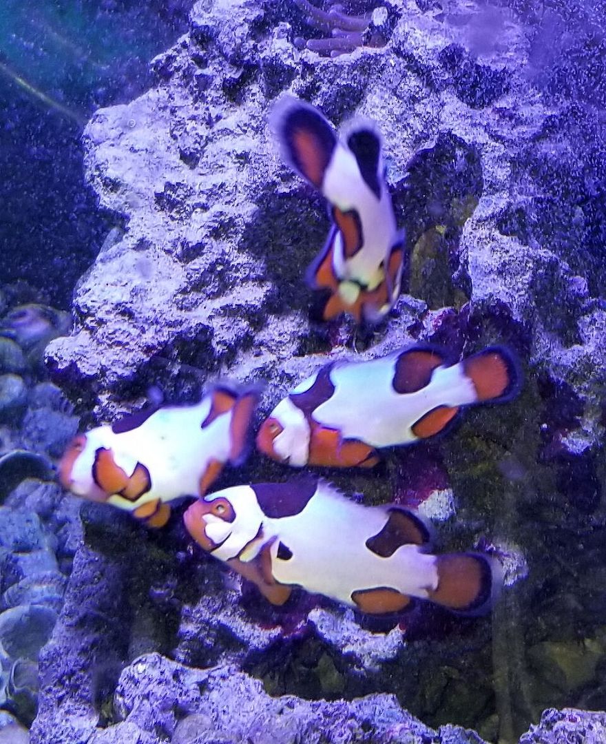 20170901 142950 zpsvoxbjwrr - Clean Up Crews, Corals, & Picasso Clowns!!