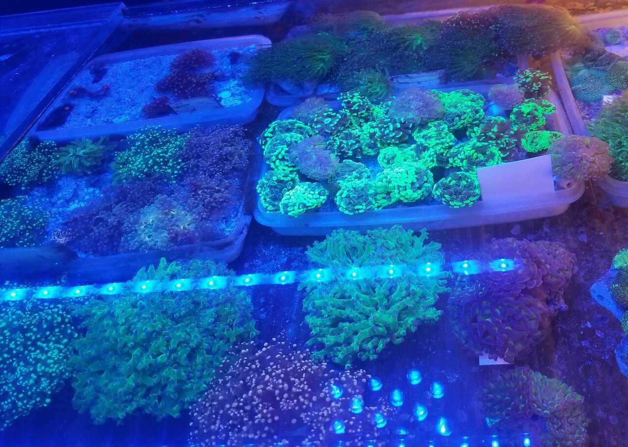 20170901 143734 zpsdvkenzbg - Clean Up Crews, Corals, & Picasso Clowns!!