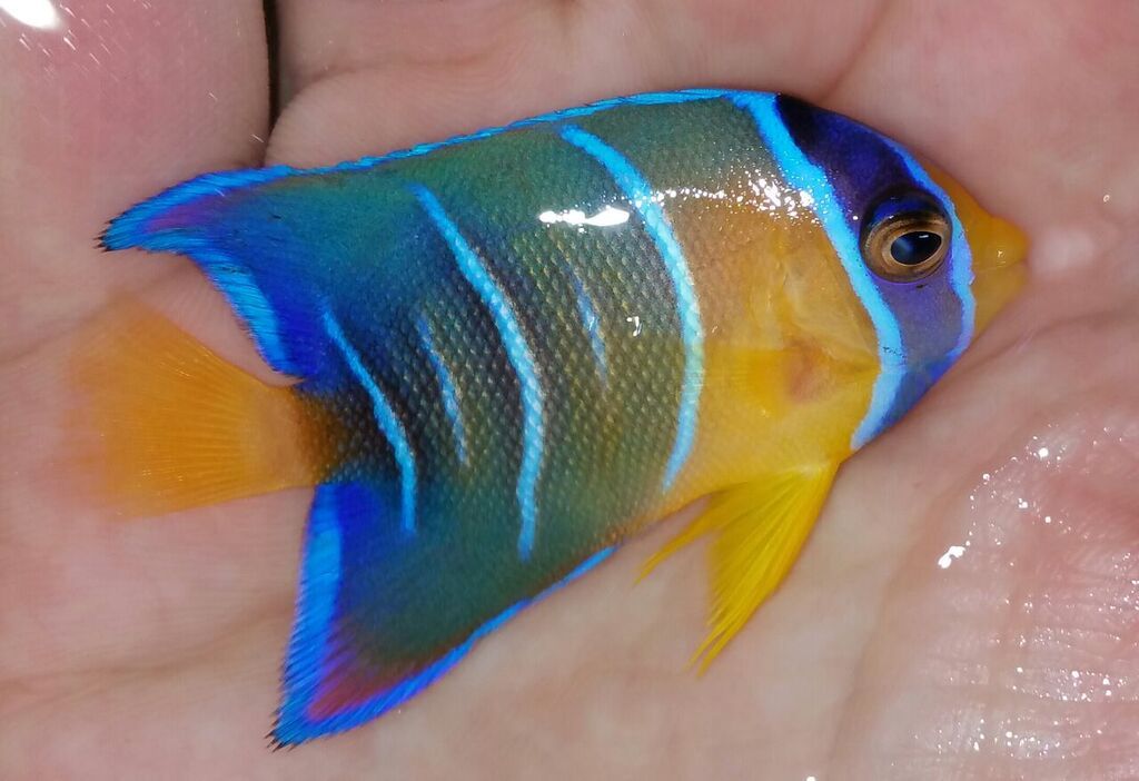 unspecified zps3mh3zbzq - Belize, Bali, Vietnam, Red Sea, Sri Lanka, Caribean, and More!!!