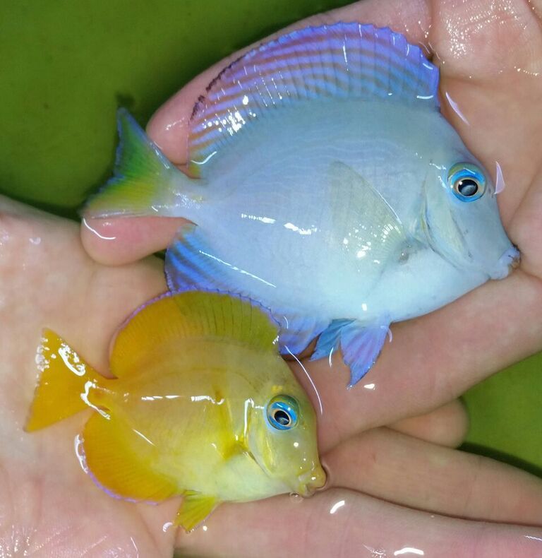 unspecified zpskn8agsuy - Belize, Bali, Vietnam, Red Sea, Sri Lanka, Caribean, and More!!!