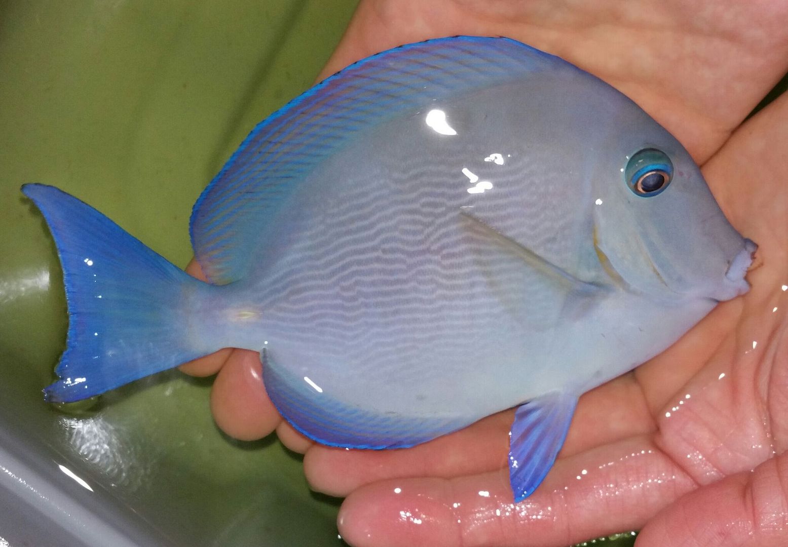 unspecified zpsu9wbocha - Belize, Bali, Vietnam, Red Sea, Sri Lanka, Caribean, and More!!!