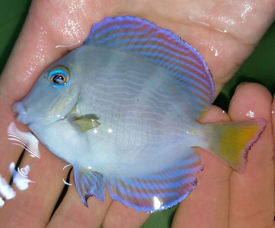 unspecified zpsvnfskbtw - Belize, Bali, Vietnam, Red Sea, Sri Lanka, Caribean, and More!!!