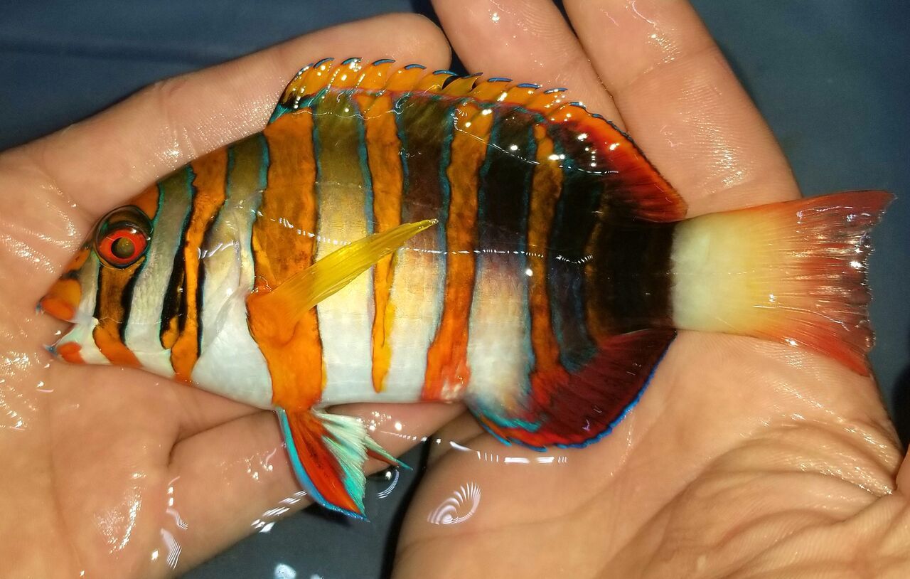 Whole lot of fish dating site