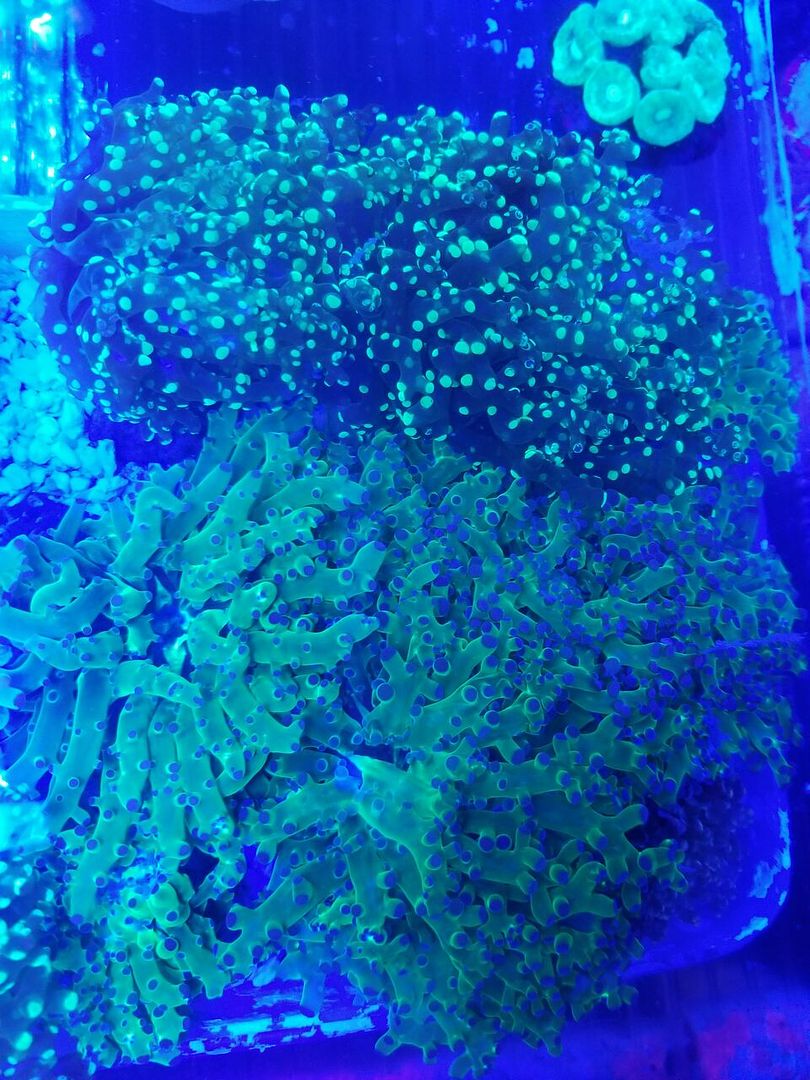 20170922 150753 zpsjtnirrns - Hand Picked Killer Corals Just In @ Tropicorium! Full Colonies Not Just Frags!