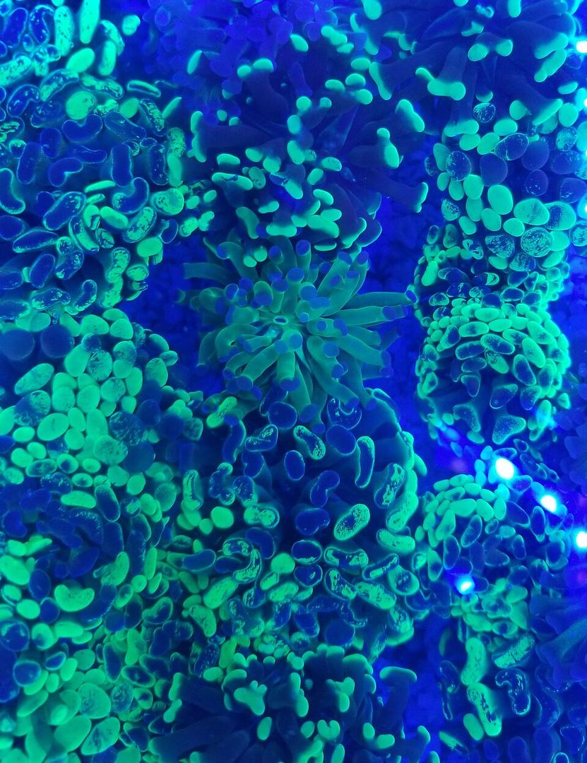 20170922 151319 zps9zf2gsr0 - Hand Picked Killer Corals Just In @ Tropicorium! Full Colonies Not Just Frags!