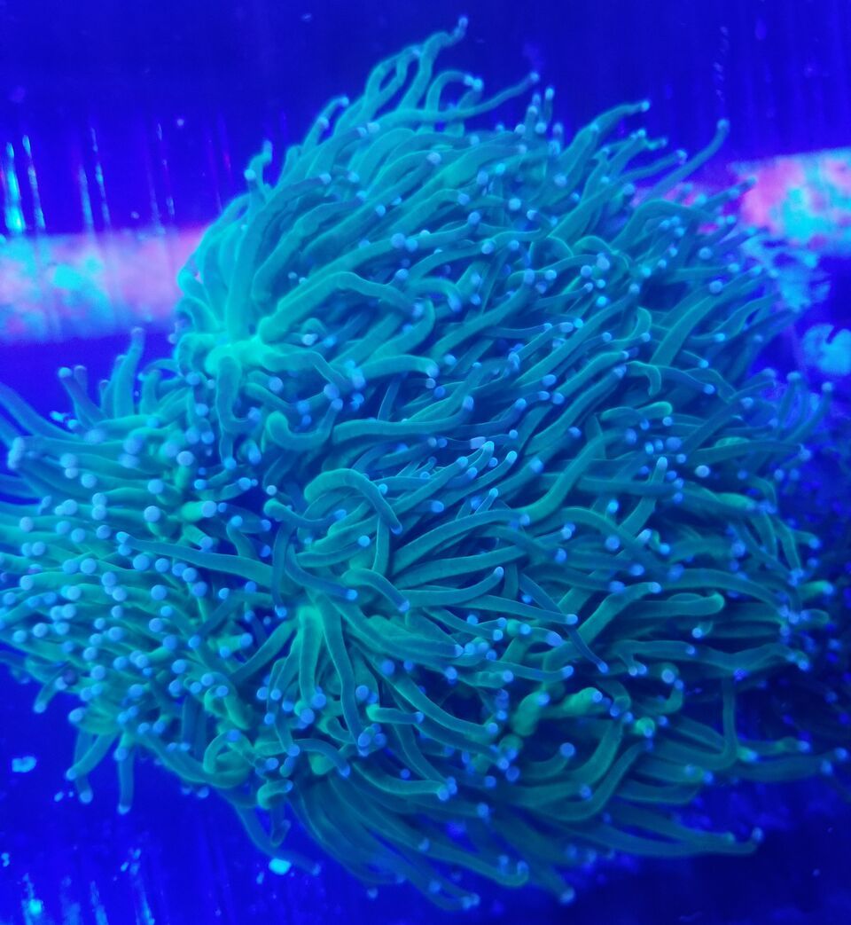 20170922 151343 zpsloc5njmh - Hand Picked Killer Corals Just In @ Tropicorium! Full Colonies Not Just Frags!