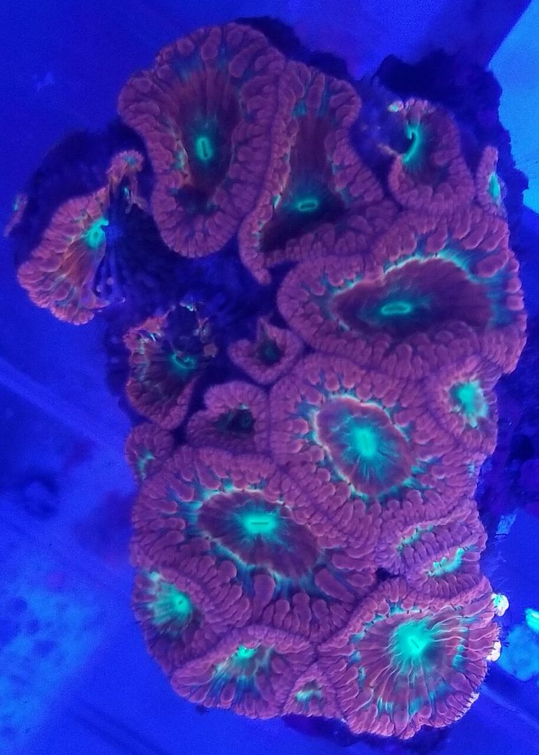 20170922 151450 zps1xica28n - Hand Picked Killer Corals Just In @ Tropicorium! Full Colonies Not Just Frags!